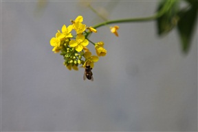 蜜蜂与菜花