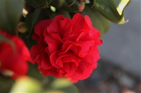 茶花