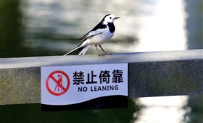违章停靠