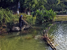 除水草