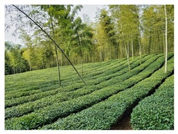 茶的绿洲