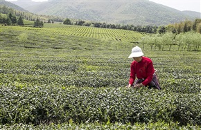 茶场