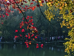 天平山枫叶（三）