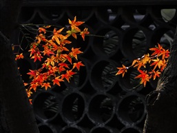 花窗枫叶红
