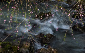 桃花流水