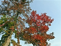 天平山枫叶（四）