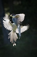 空中鹊舞