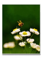 小小小蜜蜂