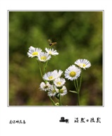 迷你蜂花恋