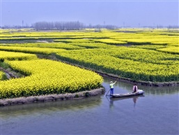 千垛油菜花-15