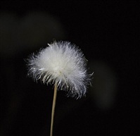 路边小草花