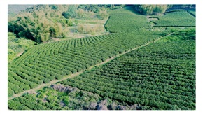 茶之洲