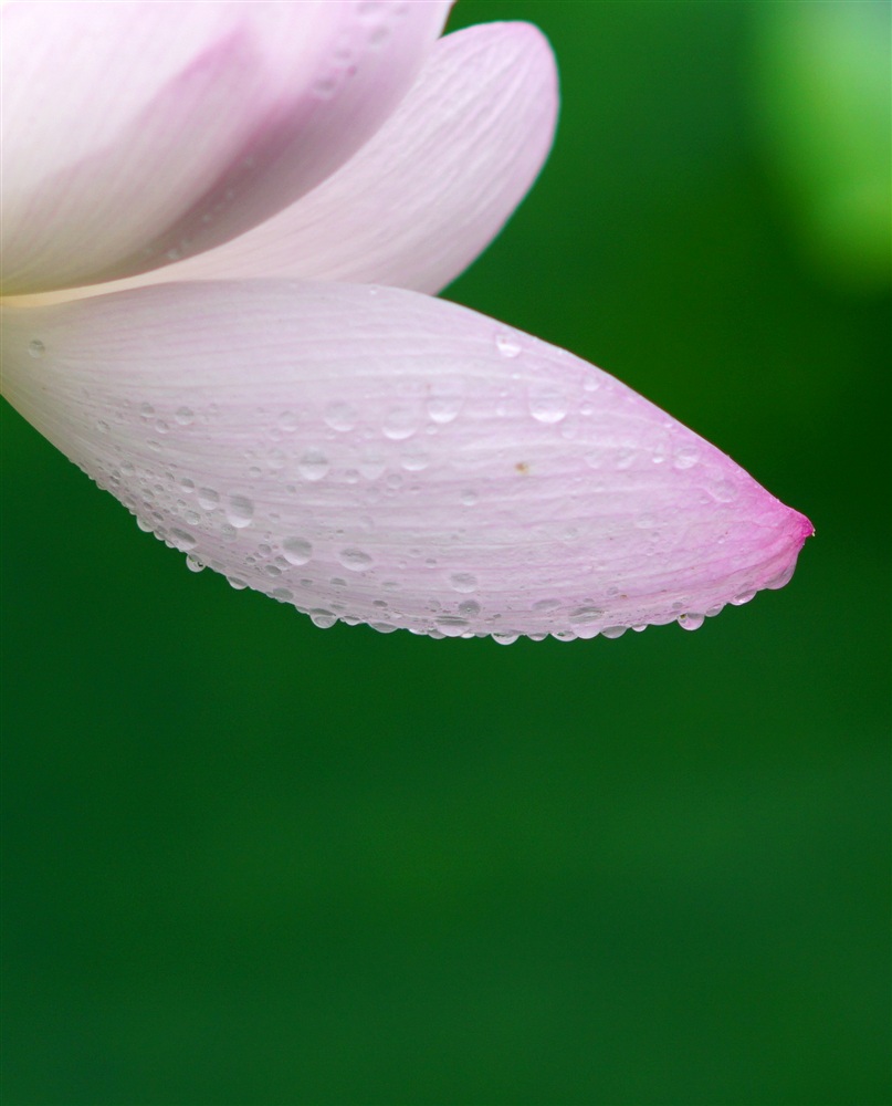 露水花瓣