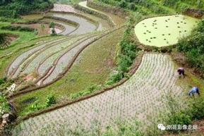 春天的梯田