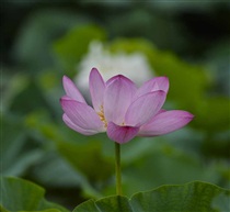 小花一朵