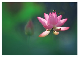 《荷韵》