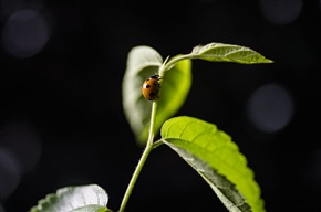 瓢虫