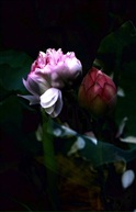 荓蒂莲