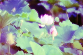 荷