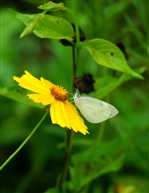 蝶恋花