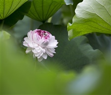 同心芙蓉，花中君子