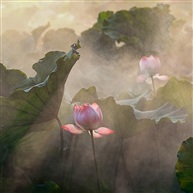 《荷韵》