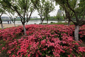 芬芳馥郁