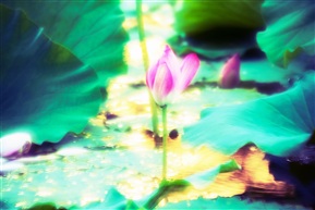 荷