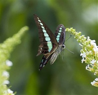 蝶恋花