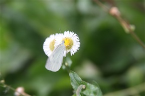 蝶恋花