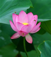 三蜂争荷