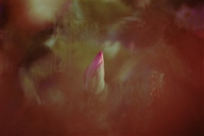 荷