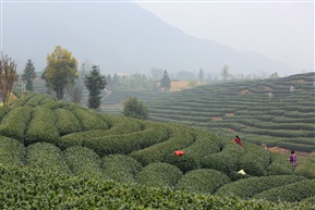 晨雾中的茶山