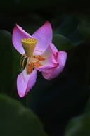 荷