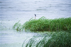 阳澄湖畔