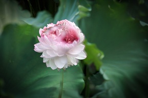 《荷韵》 -10