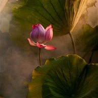 《荷韵》 -4