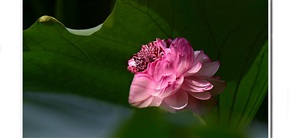 并蒂研放