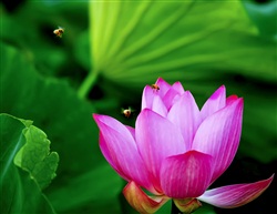 蜂舞清荷