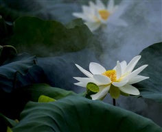 夏之荷