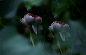 双胞胎