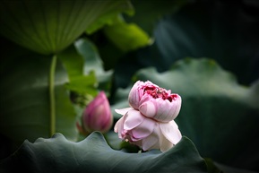 《荷韵》 -11