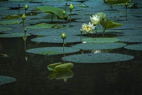 《清水芙蓉》