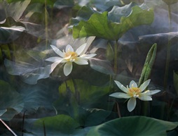 迷雾中的蓮花