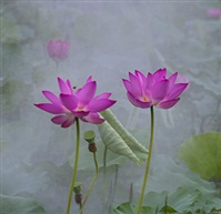 花开两朵