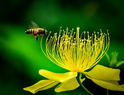 蜂恋花
