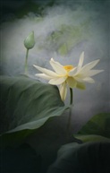 迷雾中的蓮花