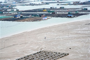赶海