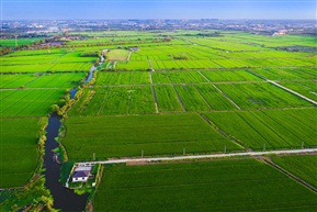 田野