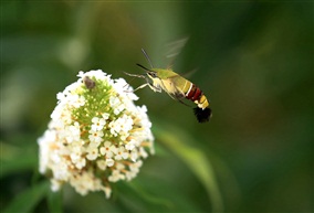蜂蛾恋花
